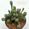 Fenestraria aurantiaca 'Baby Toes'