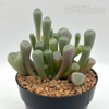 Fenestraria aurantiaca 'Baby Toes'