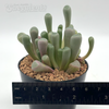 Fenestraria aurantiaca 'Baby Toes'
