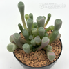 Fenestraria aurantiaca 'Baby Toes'