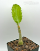 Cyphostemma juttae