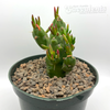 Austrocylindropuntia subulata 'Gumby'