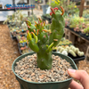 Austrocylindropuntia subulata 'Gumby'