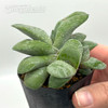 Gasteria glomerata