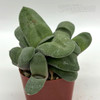 Gasteria glomerata