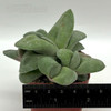 Gasteria glomerata