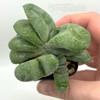 Gasteria glomerata