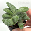 Gasteria glomerata