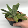 Gasteria 'Little Warty'