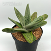 Gasteria 'Little Warty'