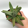 Gasteria 'Little Warty'