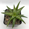 Aloe jucunda