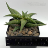 Aloe jucunda