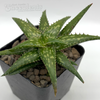 Aloe jucunda