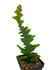 Fishbone Cactus (Selenicereus anthonyanus)