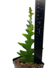 Fishbone Cactus (Selenicereus anthonyanus)
