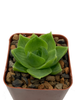 Haworthia cymbiformis v. planifolia 'Frogs Mouth'