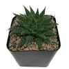 Aloe aristata for sale East Austin Succulents