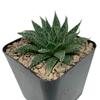 Aloe aristata for sale East Austin Succulents