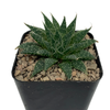 Aloe aristata for sale East Austin Succulents