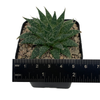 Aloe aristata for sale East Austin Succulents