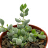 Cotyledon pendens