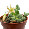 Cotyledon pendens