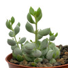 Cotyledon pendens