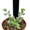 Cotyledon pendens