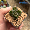 Crassula "Buddha's Temple"