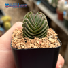 Crassula "Buddha's Temple"