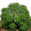 Euphorbia suzannae