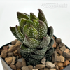 Haworthiopsis coarctata v. tenuis
