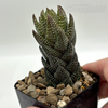 Haworthiopsis coarctata v. tenuis