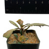 Euphorbia francosi