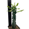 Euphorbia ingens monstrose
