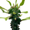 Euphorbia ingens monstrose