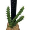 Huernia schneideriana East Austin Succulents