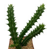 Huernia schneideriana East Austin Succulents