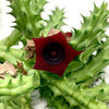 Huernia schneideriana East Austin Succulents