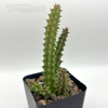 Huernia schneideriana East Austin Succulents