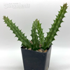 Huernia schneideriana East Austin Succulents