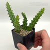 Huernia schneideriana East Austin Succulents