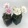 Gymnocalycium hybrid bloom East Austin Succulents