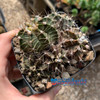 Gymnocalycium hybrid