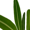 Pachypodium cactipes