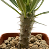 Pachypodium cactipes