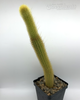 Cleistocactus winteri 'Golden Rat Tail'