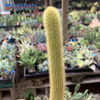 Cleistocactus winteri 'Golden Rat Tail'