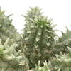 Euphorbia mammillaris white variegated